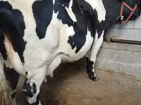 Cow, Holstein breed — photo 1