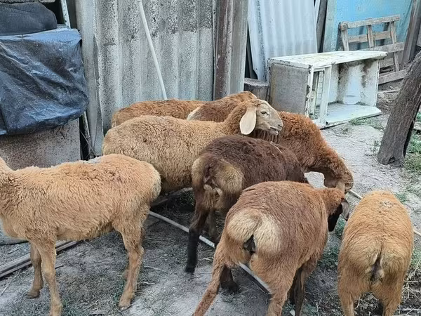 Овце