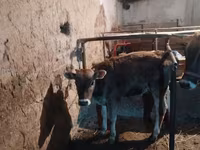 Vaca, Swiss cattle — foto 5