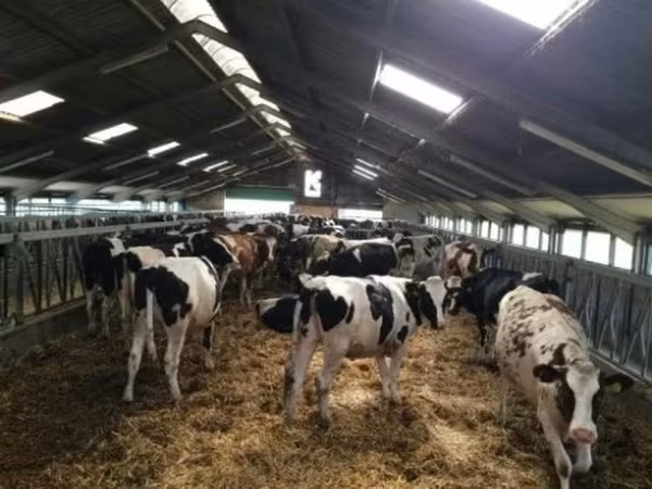 母牛, Russian Black pied cattle