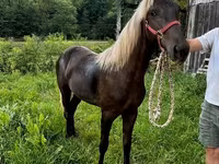 母马, Rocky Mountain Horse — 照片 5