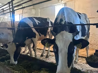 Kuh, Holstein-Rasse — Foto 1