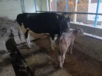 بقرة, Russian Black pied cattle — الصورة 1