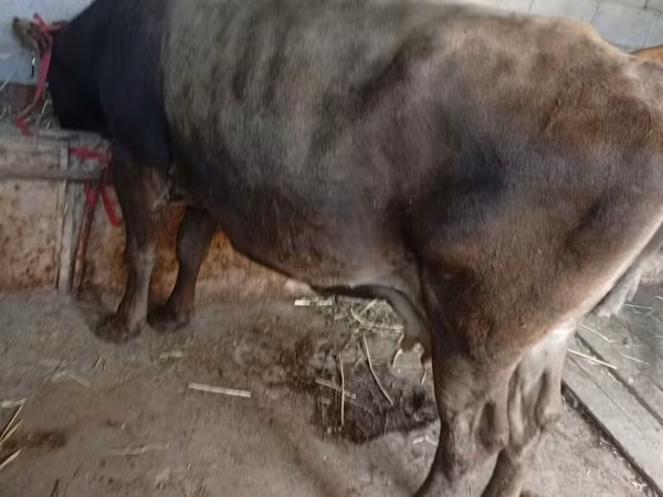 بقرة, الماشية — قيرغيزستان