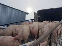 母猪, Pigs — 照片 5