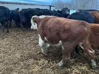 Cow, Cattle — photo 7