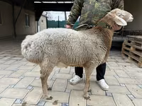 公羊, Sheep — 照片 7