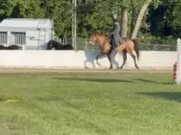 Caballo, Rocky Mountain Horse — foto 2