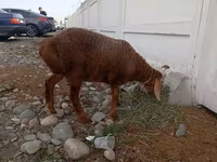 母羊, Arashan sheep — 照片 3