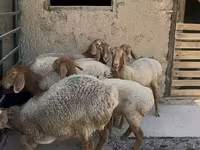 Sheep, Arashan sheep — photo 4