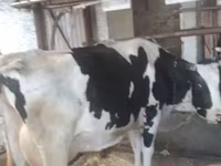 母牛, Swiss cattle — 照片 4