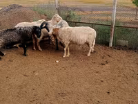公羊, Sheep — 照片 3