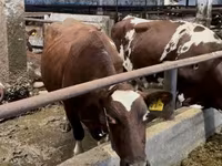 母牛, Holstein breed — 照片 5