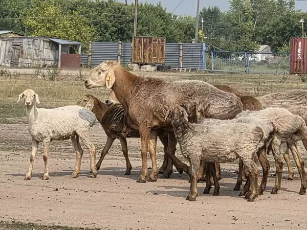 公羊, Hissar sheep