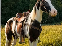 Caballo, Appaloosa — foto 1