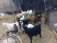 公山羊, Pomellata goat — 照片 2
