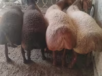 मेढ़ा, Arashan sheep — फ़ोटो 2