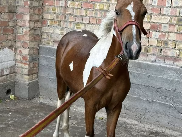 Horses