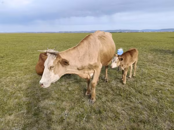 Cow, Cattle