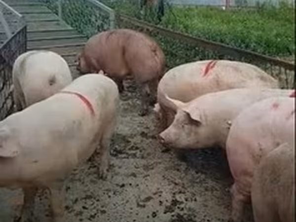 Крупная белая