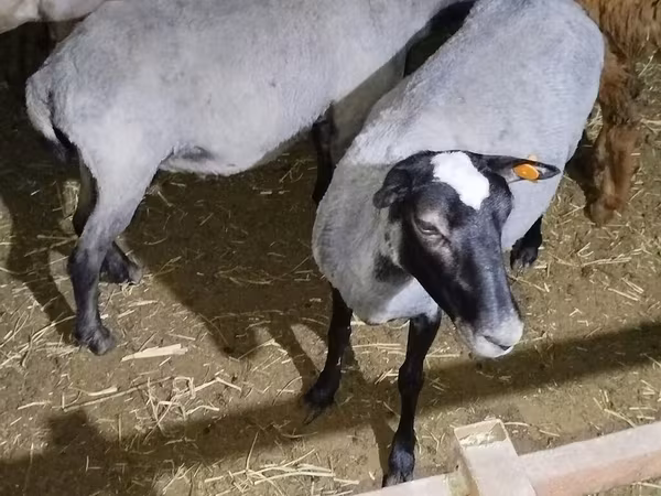 Romanov sheep