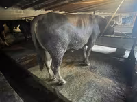 Toro, Ganado vacuno — foto 1