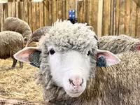 公羊, Kuibyshev sheep — 照片 3