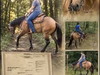 母马, Quarter Horse — 照片 1