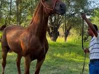 فرس, Skyros Pony — الصورة 2