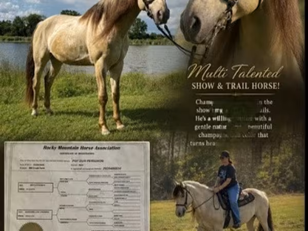 公马, Rocky Mountain Horse