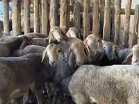 Carnero, Rhon sheep — foto 4