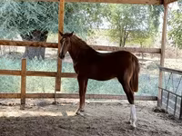 Caballo, Caballos — foto 3