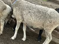 Sheep, Sheep — photo 3