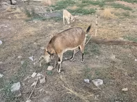 Ziege, Nubian Goat — Foto 4