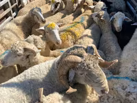 母羊, Sheep — 照片 2