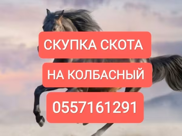 Pferde
