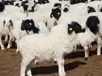 Ram, Precoce sheep — photo 4