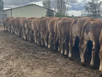 公牛, Limousin cow — 照片 2