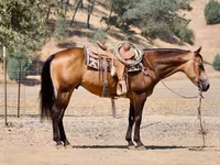 घोड़ा, Quarter Horse — फ़ोटो 6