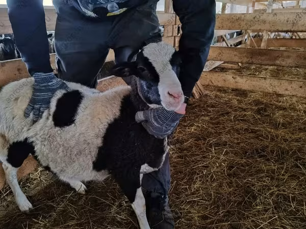 公羊, Baerchuke sheep