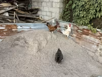 Chickens — photo 1