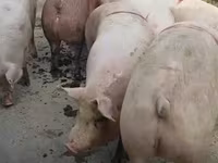 公猪, Pigs — 照片 6