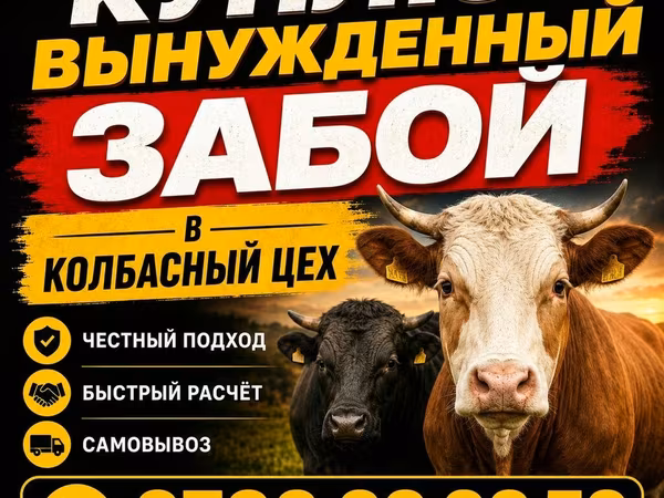 گاو