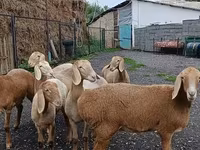 Schaf, Arashan sheep — Foto 8