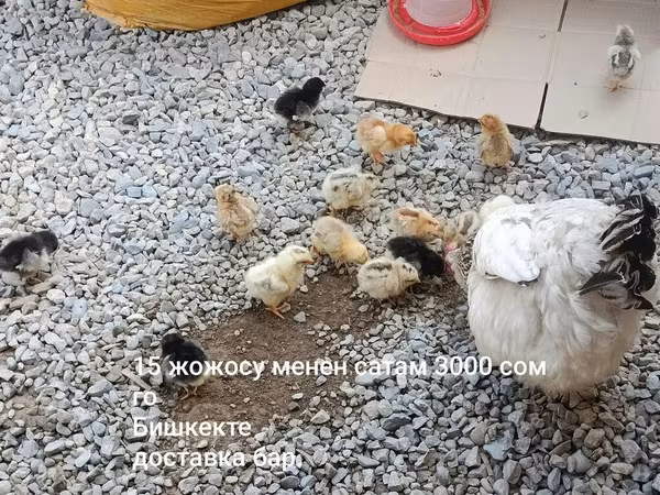 Chickens — Kyrgyzstan