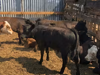 公牛, Cattle — 照片 7