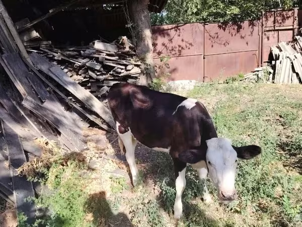 公牛, Cattle — 哈萨克斯坦