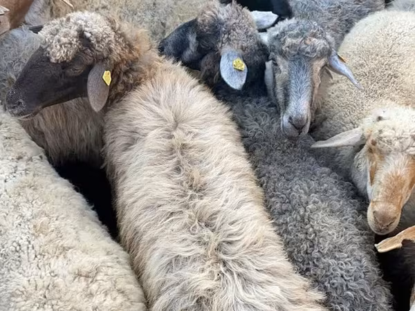母羊, Sheep