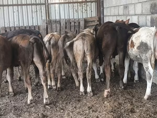 Aberdeen – Angus