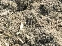 Продаю силос цена 7 сом кг в бабинах силос с зерном мелкого дроблени — photo 2